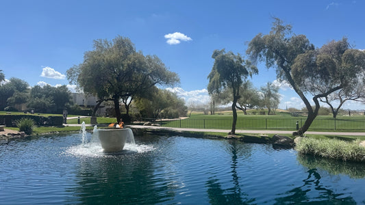 A peaceful pond reflects the trees.